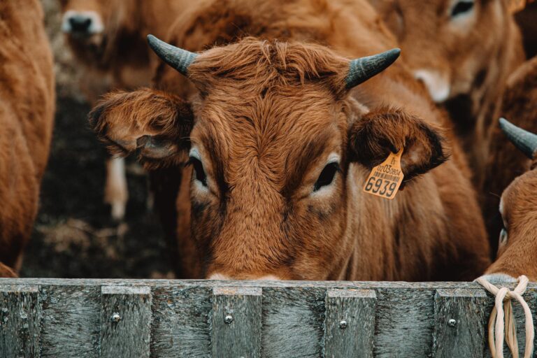 A detailed close-up of a brown cow with a tag, standing on a farm.