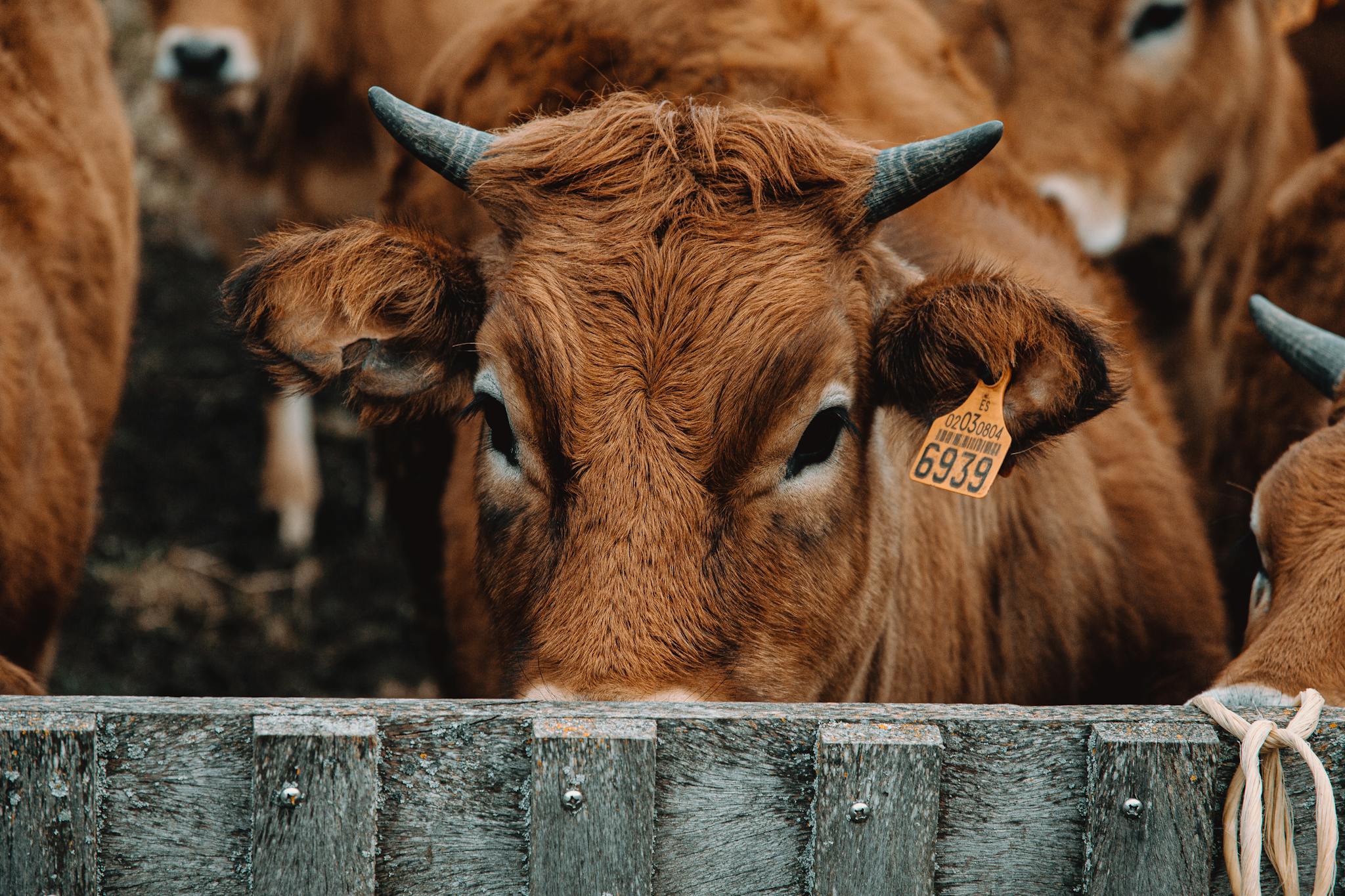 A detailed close-up of a brown cow with a tag, standing on a farm.