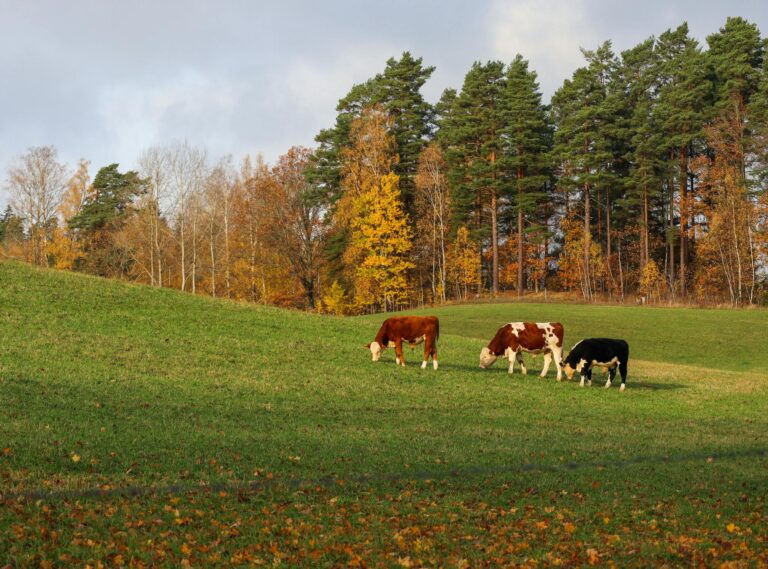Peaceful autumn scene of cows grazing in a lush green pasture surrounded by colorful trees.