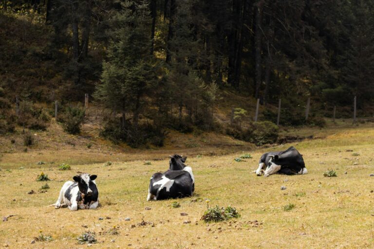 Tranquil scene of cows resting in a lush Ocampo, Mexico landscape.