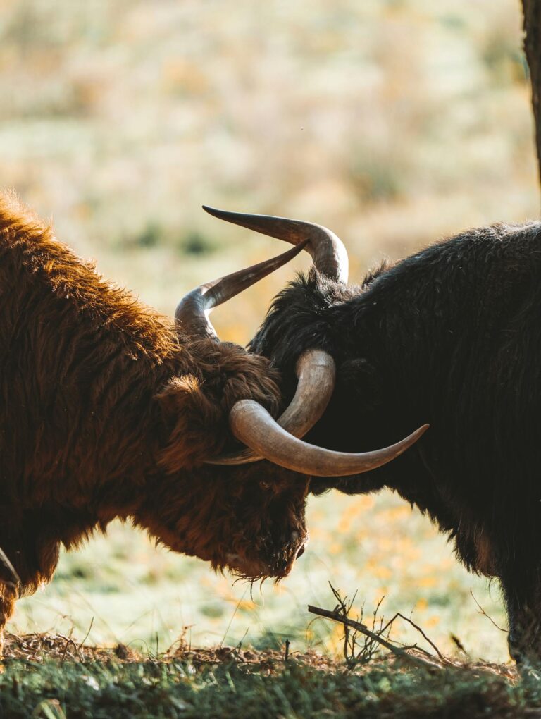 Two Highland cattle bulls engaging in a head-to-head in a sunlit pasture.